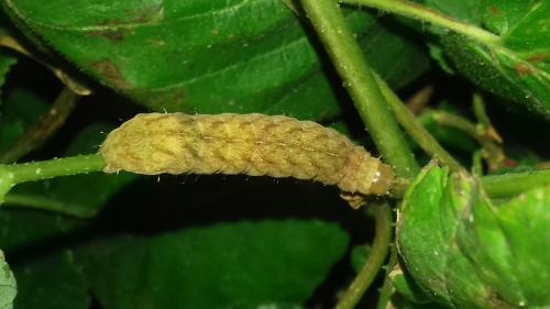 Réf. 261 884 : Phlogophora meticulosa
