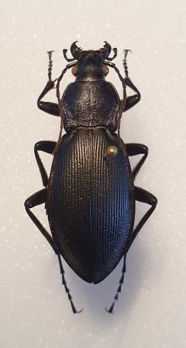 Réf. 261 889 : Carabus violaceus purpurascens