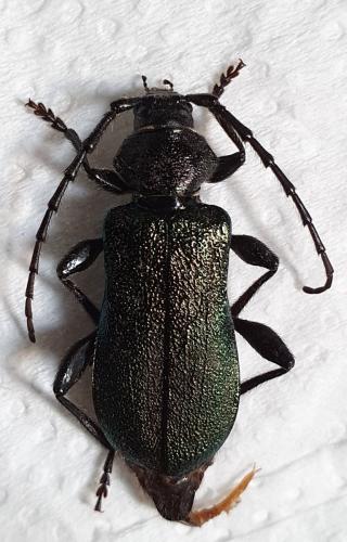 Ropalopus ungaricus