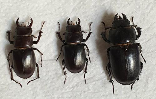 Lucanus tetraodon