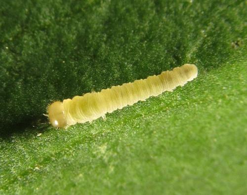 Macrophya infumata