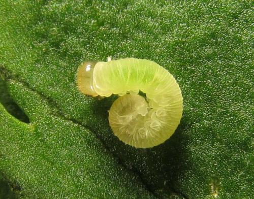 Macrophya infumata