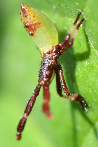 Gonocerus acuteangulatus