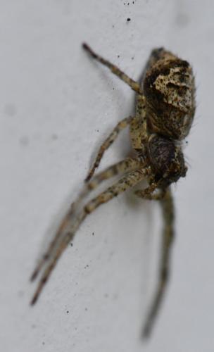 Réf. 261 508 : Tmarus sp.