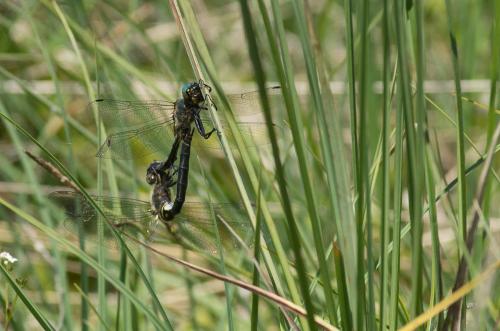 Somatochlora arctica