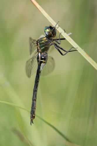 Somatochlora arctica