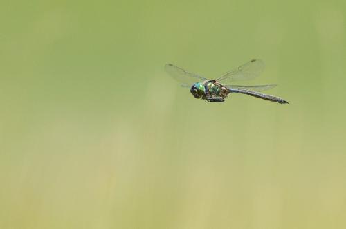 Somatochlora arctica