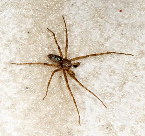 Philodromus sp.
