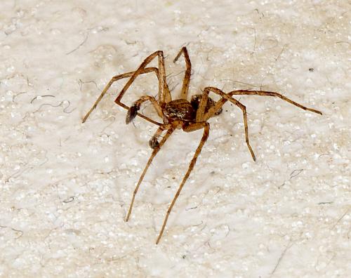 Philodromus sp.