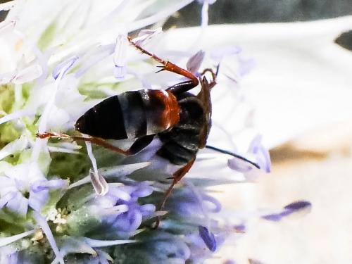 Tachysphex sp.