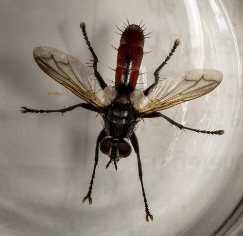 Réf. 261 499 : Cylindromyia bicolor