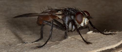 Cylindromyia bicolor