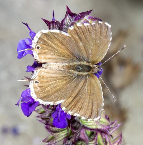 Réf. 261 748 : Cacyreus marshalli