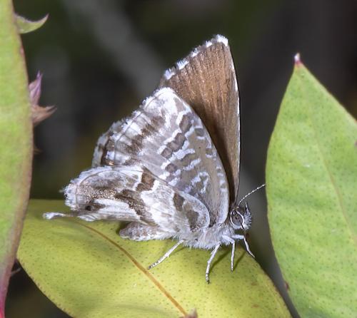 Réf. 261 749 : Cacyreus marshalli