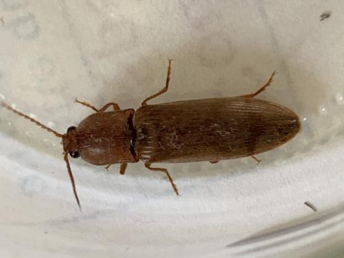 Réf. 261 399 : Stenagostus rhombeus