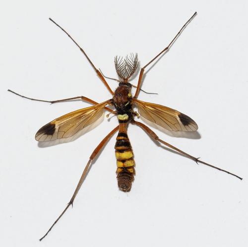 Réf. 261 888 : Ctenophora ornata