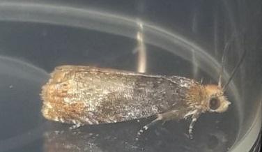 Lepteucosma huebneriana