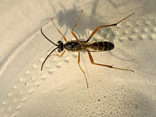 Latibulus argiolus