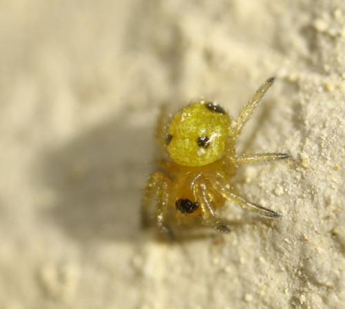 Réf. 261 503 : Hypsosinga sp.