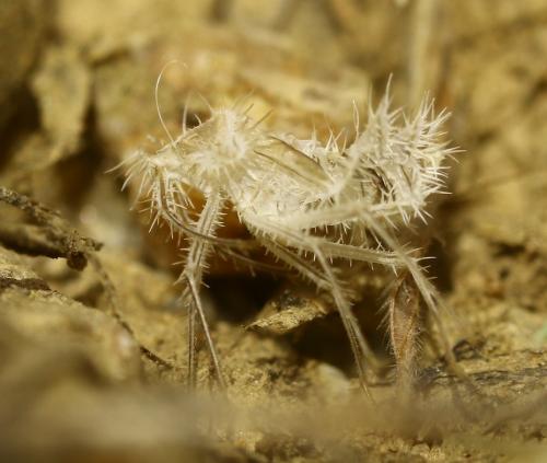 Réf. 261 805 : Phyllomorpha laciniata