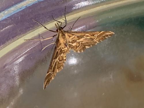 Réf. 261 883 : Diasemia reticularis