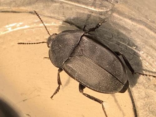Silpha sp.