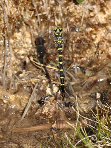 Réf. 261 461 : Cordulegaster bidentata