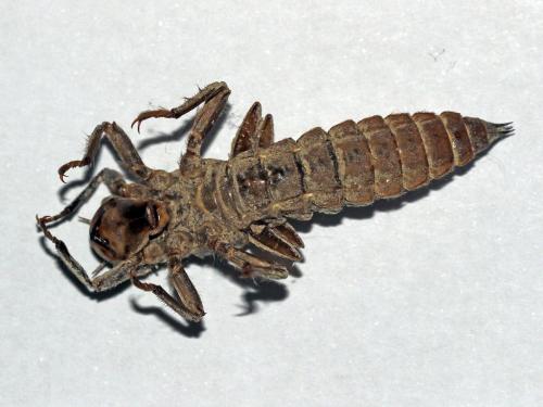 Réf. 261 616 : Cordulegaster bidentata