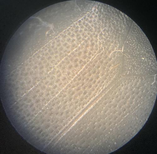 Silpha sp.
