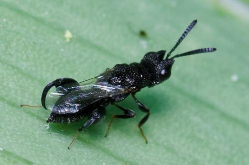 Réf. 261 121 : Dirhinus hesperidum