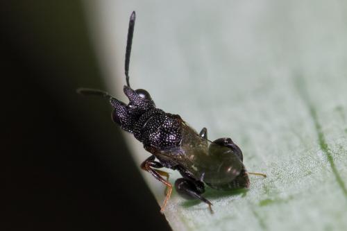 Dirhinus hesperidum