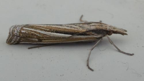 Réf. 261 771 : Ancylolomia tentaculella