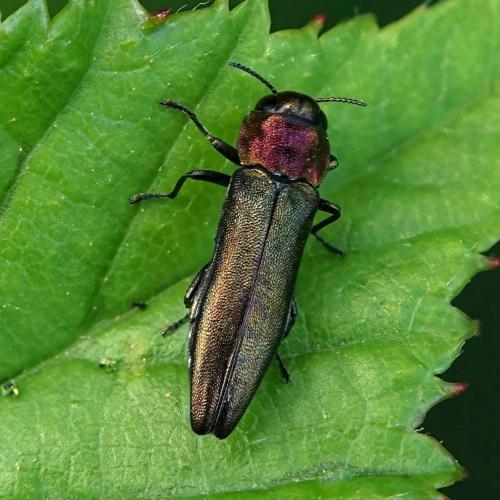 Réf. 261 517 : Agrilus sp.
