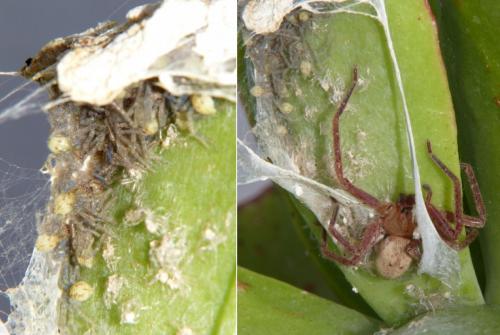 Olios argelasius