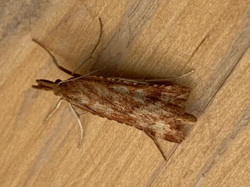 Réf. 261 745 : Synaphe punctalis