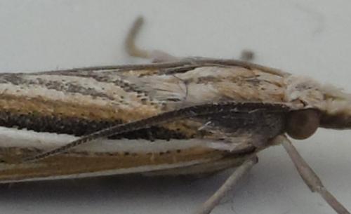 Réf. 261 772 : Ancylolomia tentaculella