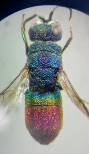 Réf. 261 984 : Chrysis pyrophana