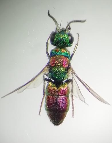 Chrysis bicolor