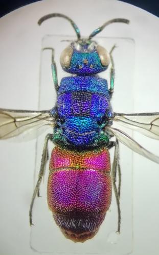 Réf. 261 860 : Chrysis comparata