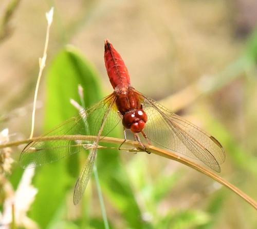 Crocothemis erythraea