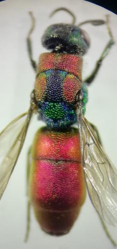 Chrysis elegans