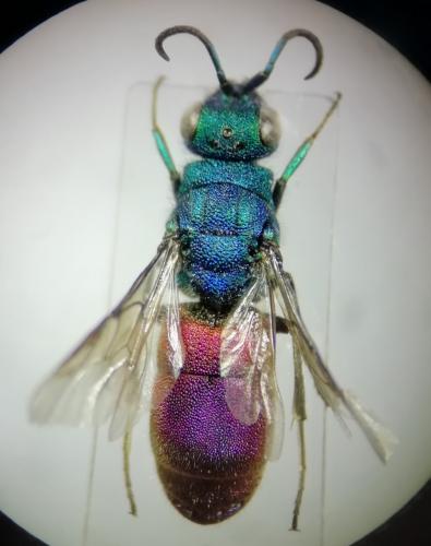 Chrysura rufiventris