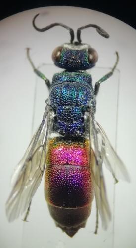 Chrysis subcoriacea