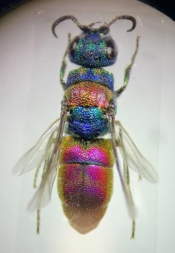 Réf. 261 363 : Chrysis succincta