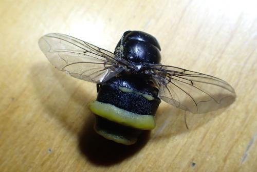Réf. 261 687 : Calliphora sp.