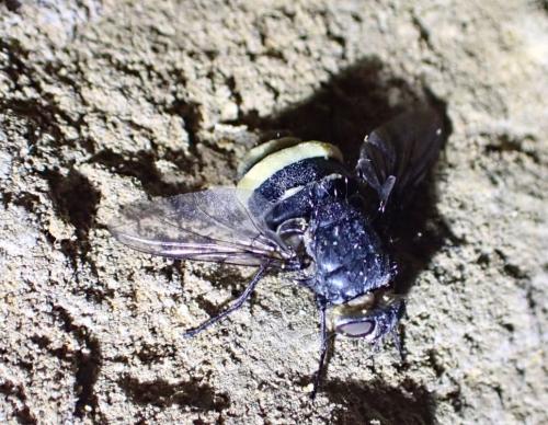 Réf. 261 682 : Calliphora sp.