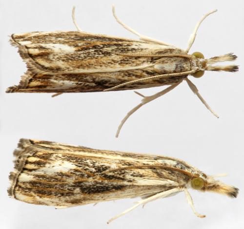Catoptria verellus