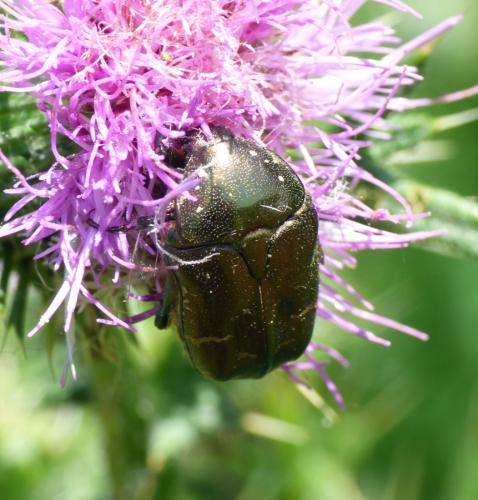 Réf. 261 864 : Potosia cuprea