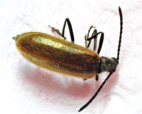 Lagria hirta
