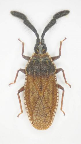 Copium clavicorne